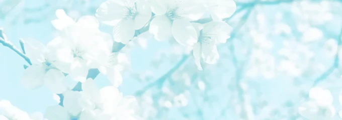 Sunny's banner