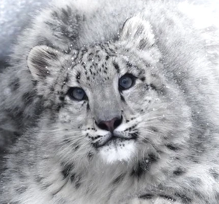 Soline ~❄️'s avatar