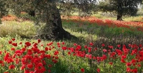 katarzyna ✿'s banner