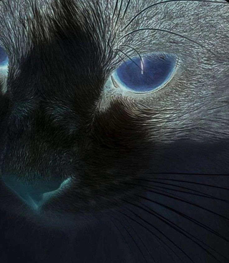 Angelica⭑ 🟧's banner