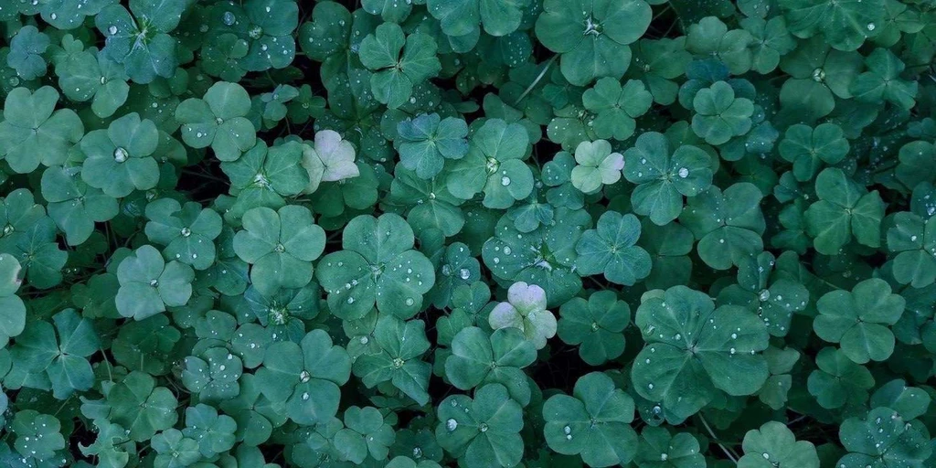 Joel⭑ 🍀's banner