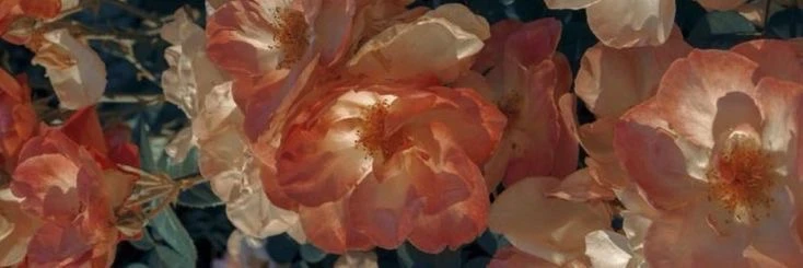 Persephone's banner