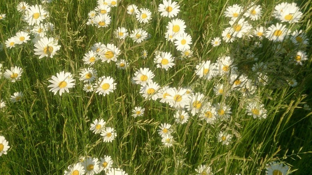daisy's banner