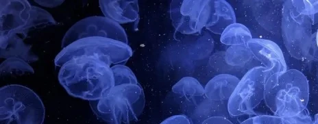 PuppyGutz System's banner