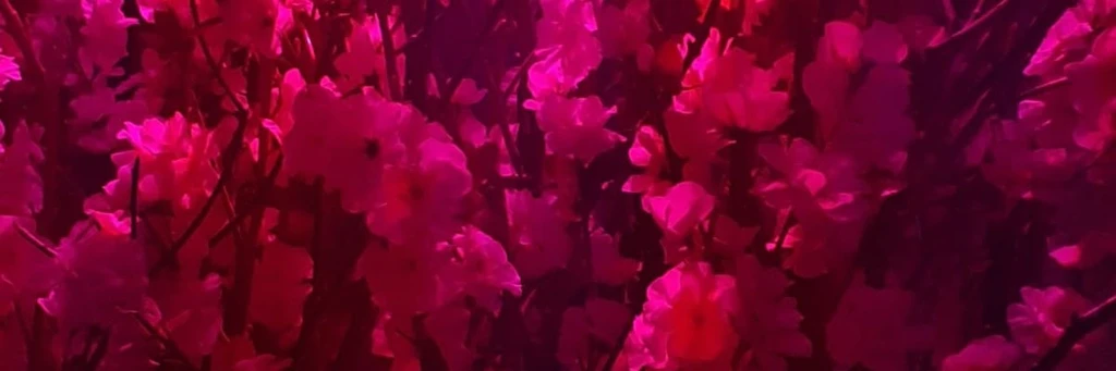 ✿    circe  𖹭    .    she they magic's banner