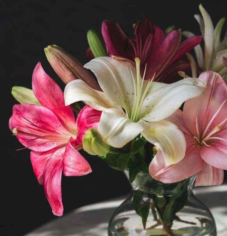 Layla⭑ 🤍's banner