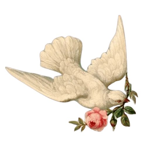 ﹔evangeline ! ◝ ᶻ 𝗓 𐰁's avatar