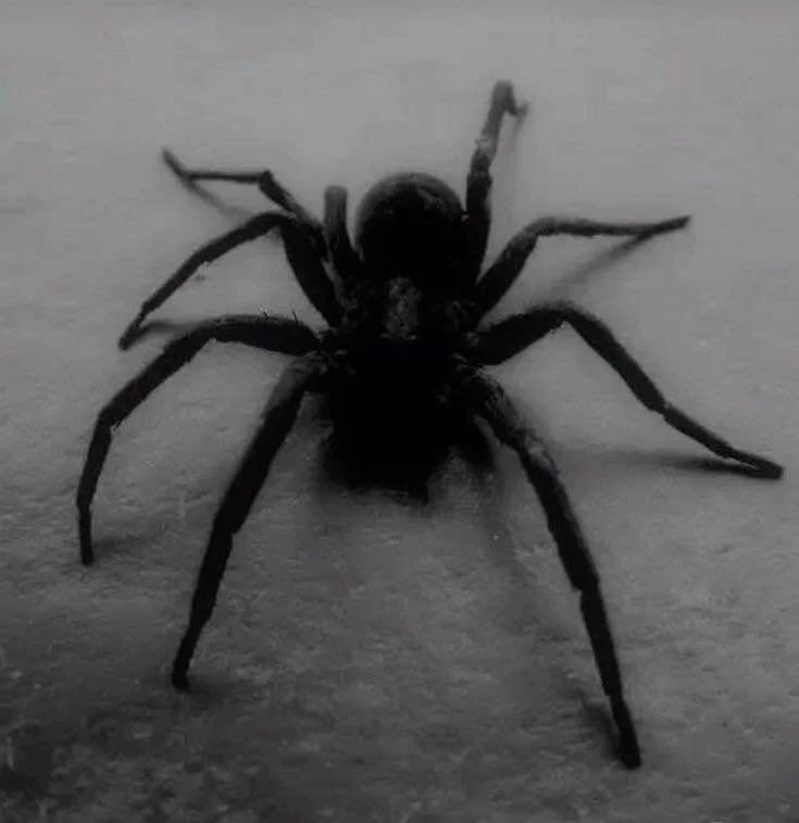 Malachi 🪛 [HOST]'s banner