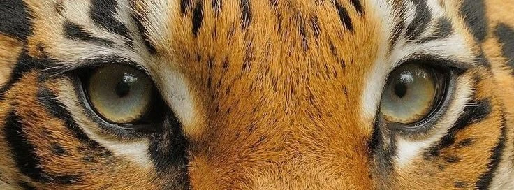 tygr's banner