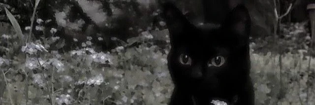 grey's banner