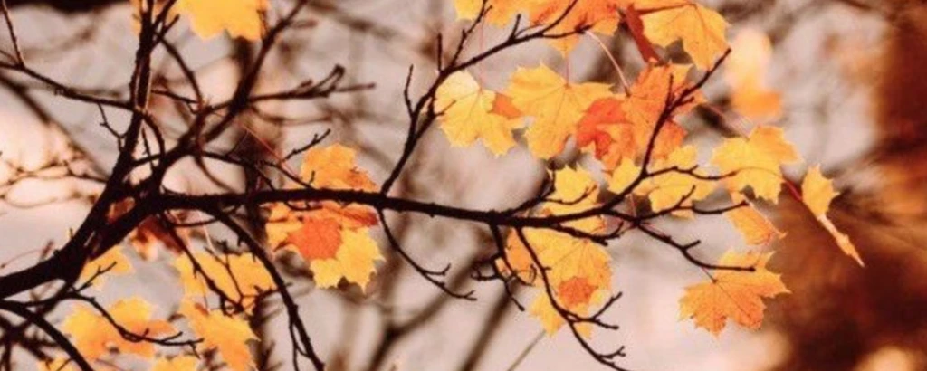 𝑱𝒊𝒏 𝑳𝒊𝒏𝒈's banner