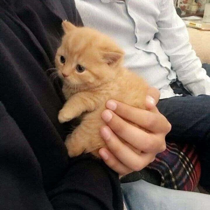 Saber⭑ 🦁's banner