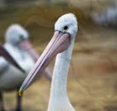 the haunting pelican's avatar