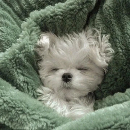 Riley/Ryan 🍄's avatar