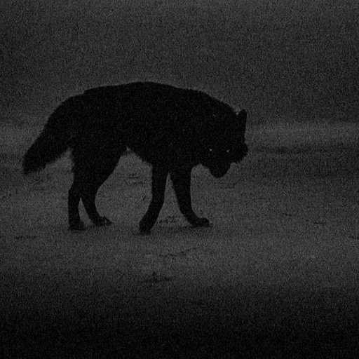 WolvenSystem 🐾's avatar