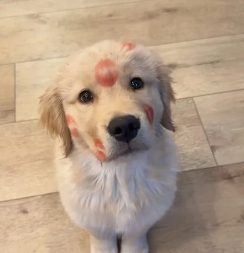 dally/dal/kismo she/her/ruff iwc and mind language please's avatar