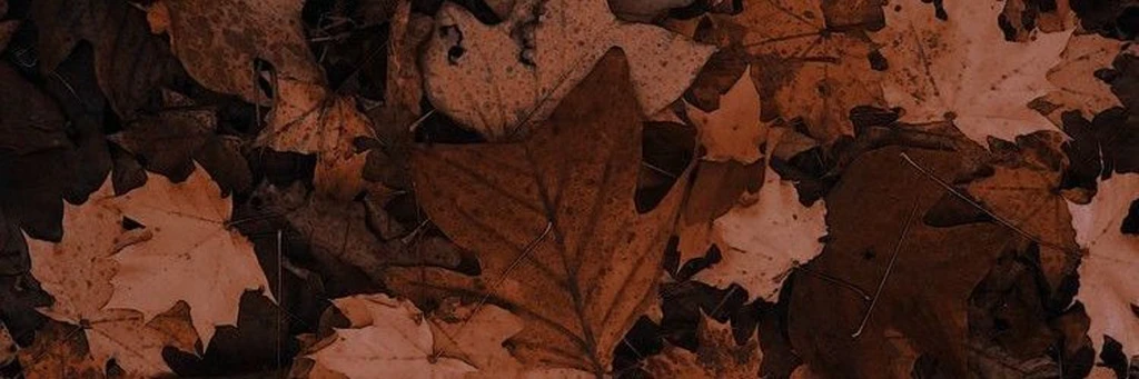 ↳✧･ﾟ Ambereign ₊⊹'s banner