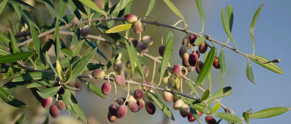Olive's banner