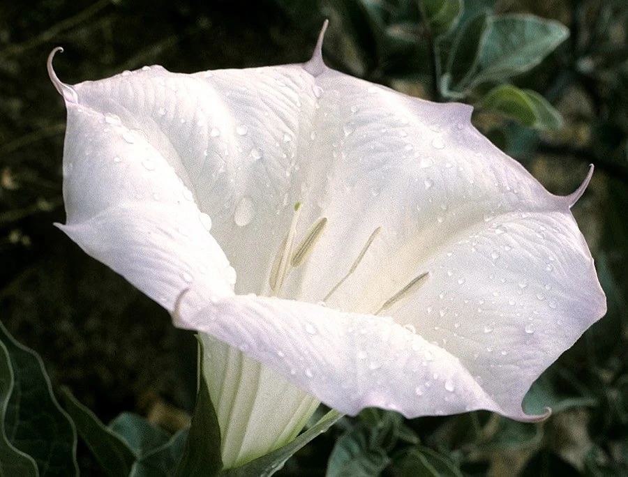 Body|Core - Leon{}Cell's banner