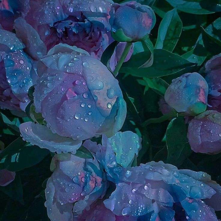 Halsin⭑🌾's banner