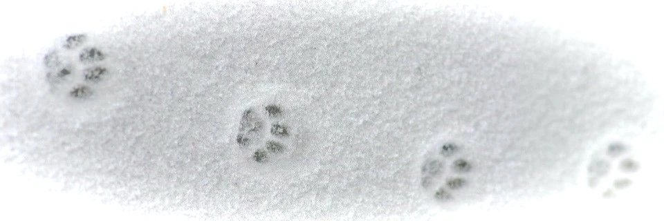 Soline ~❄️'s banner