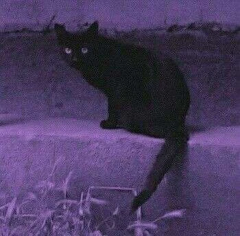 Coraline⭑ 🦦's banner