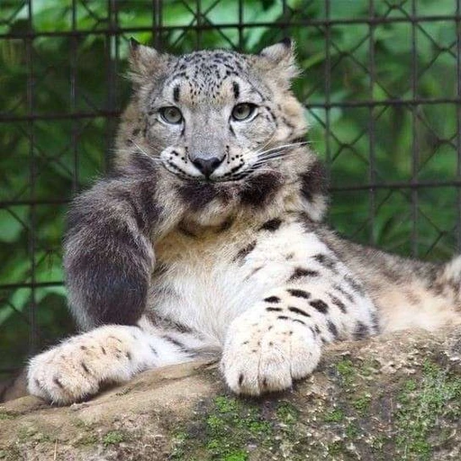 Nymphy(pet-space)⭑ 🥩's avatar