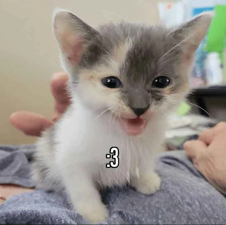 Dab⭑ ☄️'s banner