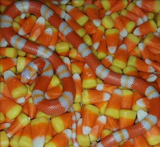 candycorn's avatar