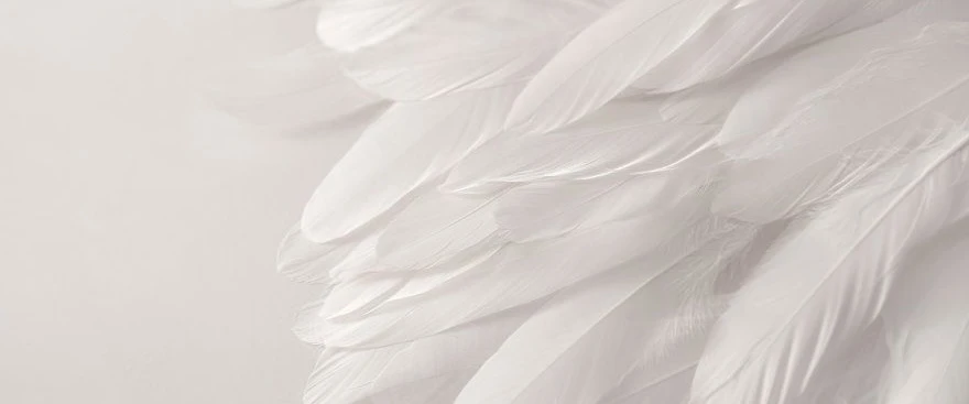 evangeline's banner