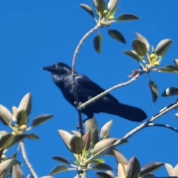 ceresys ⨳'s avatar