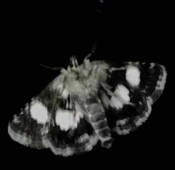 Ronan⭑ 🪽's banner