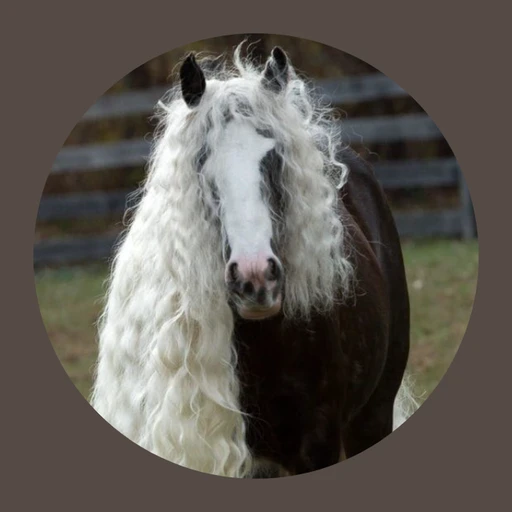 { Marida shadowlus 🤍 }'s avatar