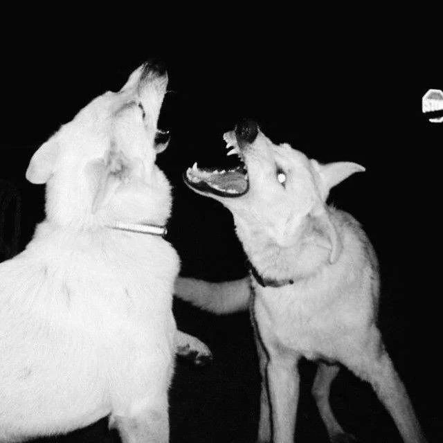 Rajah Kyi Borden's banner