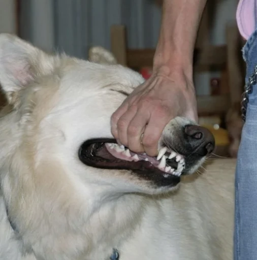 zac || iwec or dni's avatar