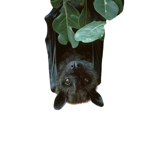 escuella's banner