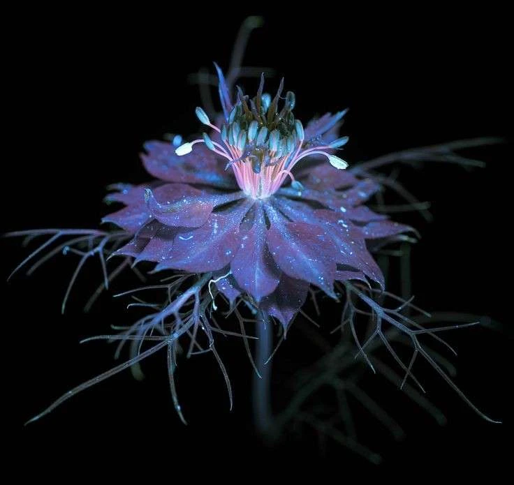 Miguel⭑ 🔅's banner