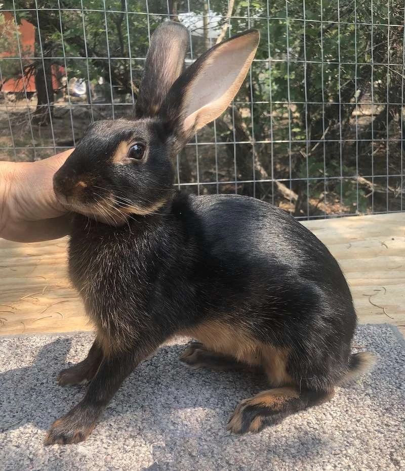 Declan⭑ 🐇's banner