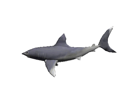 Sharky's banner