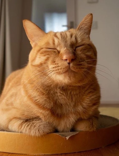 pebble's avatar