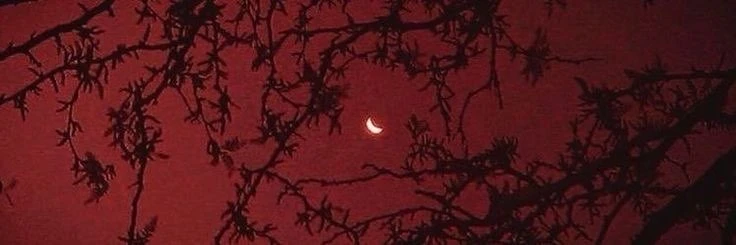 phoebe's banner