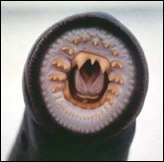 infect's avatar