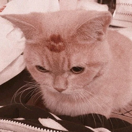 < 🐈 // Hestia's avatar