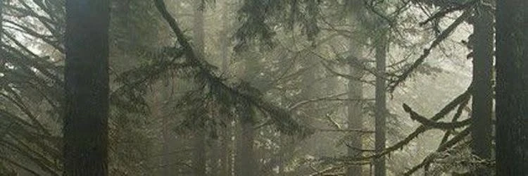 Cedar banner