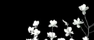 ✿    oli sykes    𖹭    .    they he zir's banner