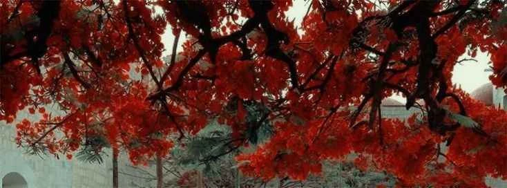 Sylas⭑ 👞's banner