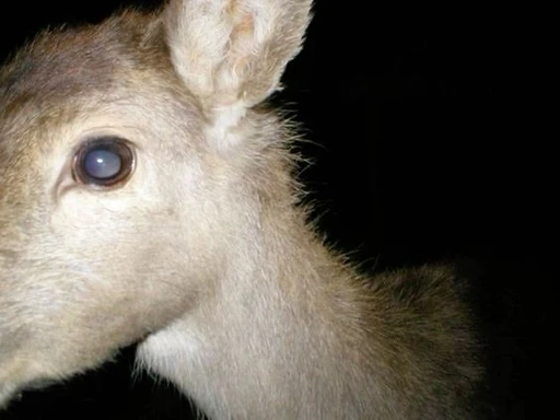 ⟣ will  𝜗  it's avatar