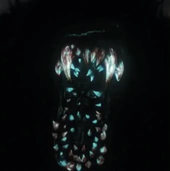 tar's avatar