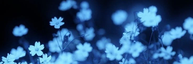 ✿    kang yohan / SOULFUL    𖹭    .    he they any's banner