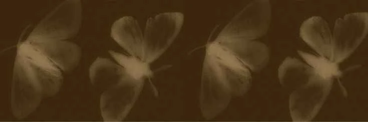 ❛   🏇   ﹐   anwar     he him   ⊃'s banner